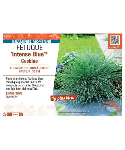 FETUQUE INTENSE BLUE® CASBLUE