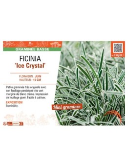 FICINIA ICE CRYSTAL