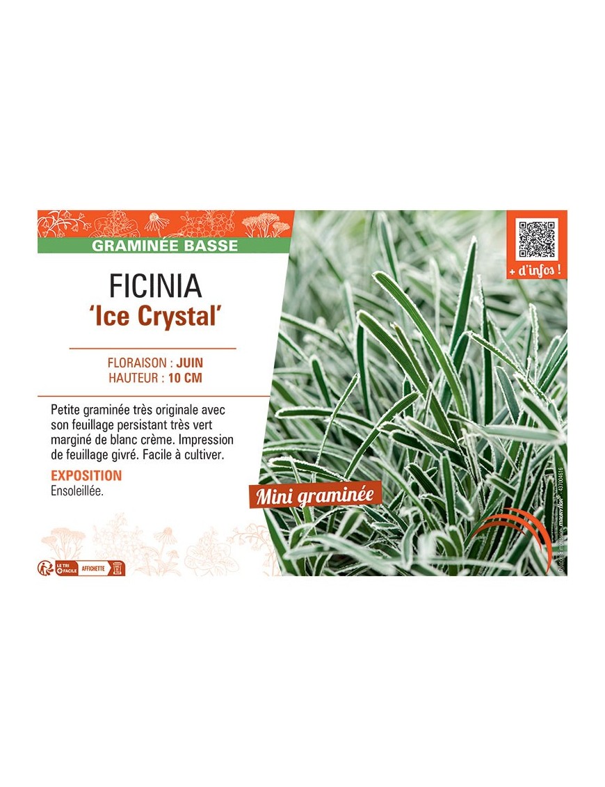 FICINIA ICE CRYSTAL