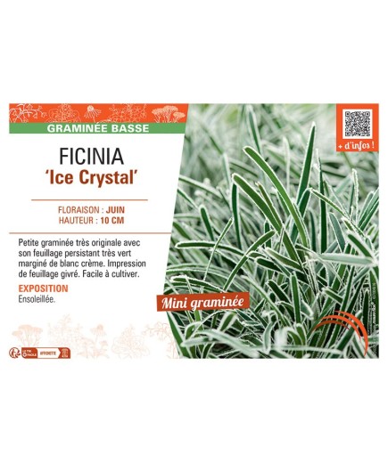 FICINIA ICE CRYSTAL