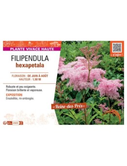 FILIPENDULA HEXAPETALA