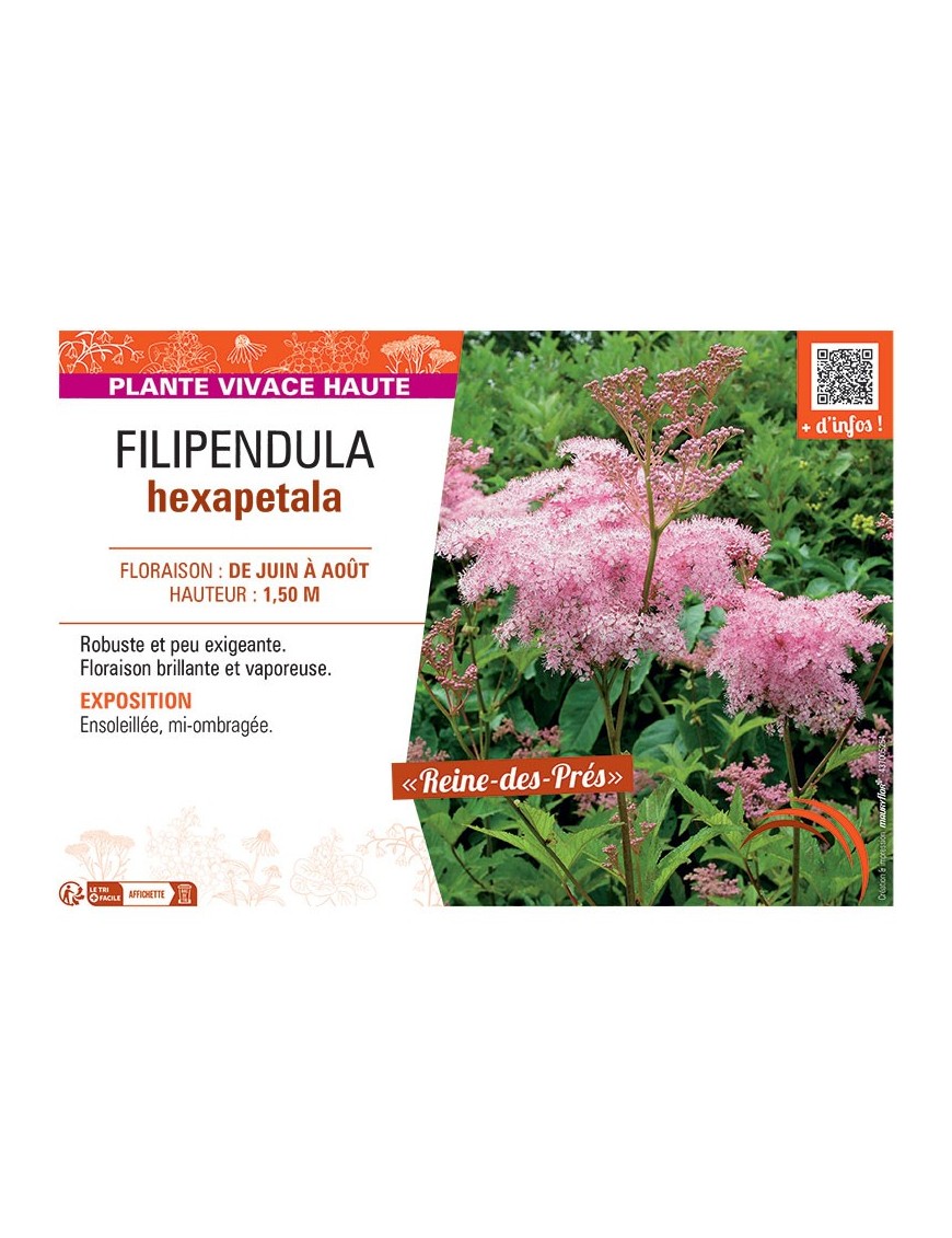 FILIPENDULA HEXAPETALA