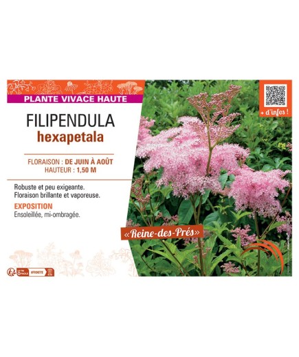 FILIPENDULA HEXAPETALA