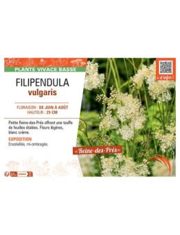 FILIPENDULA VULGARIS