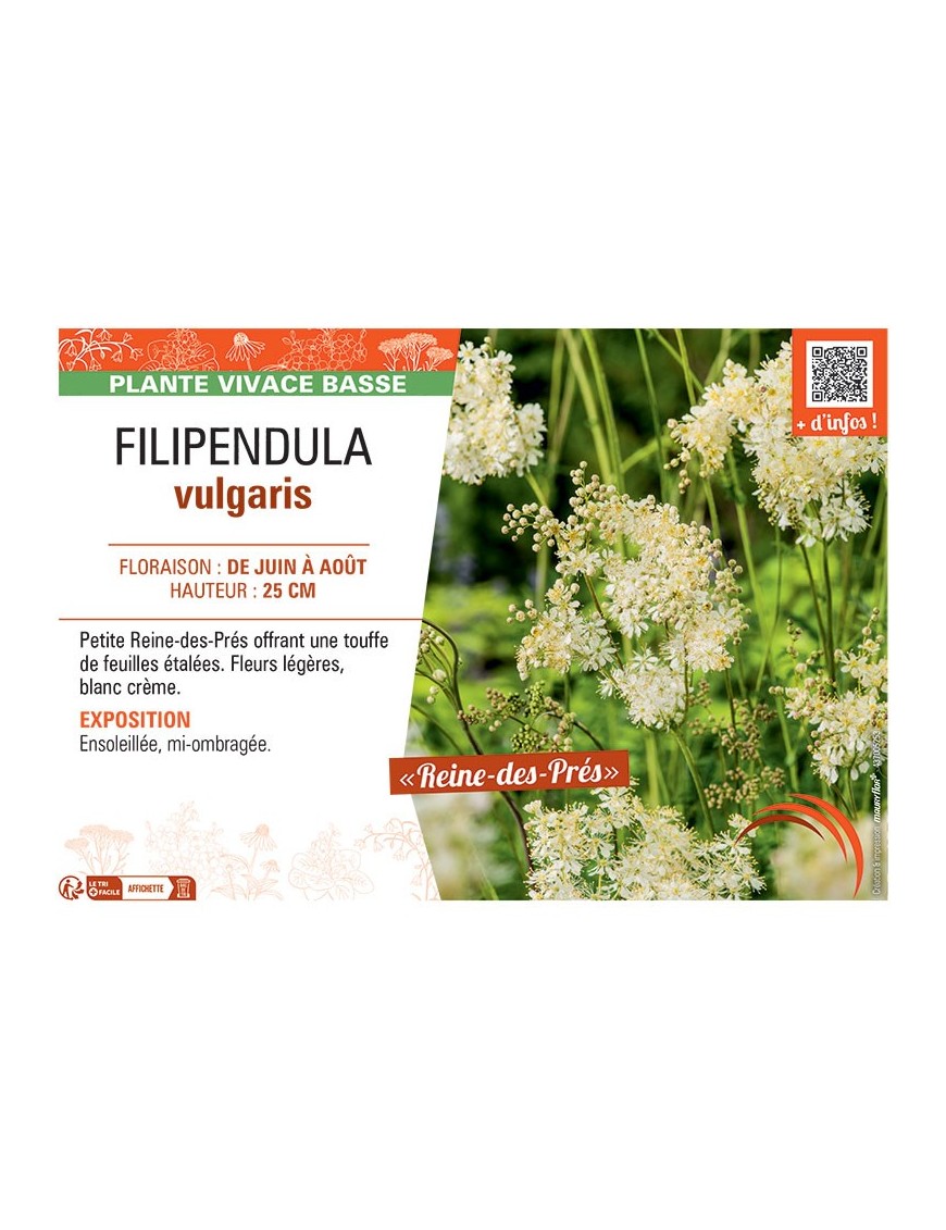 FILIPENDULA VULGARIS