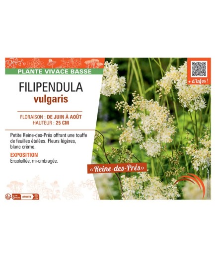 FILIPENDULA VULGARIS