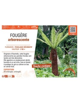 FOUGERE ARBORESCENTE (Dicksonia antarctica)