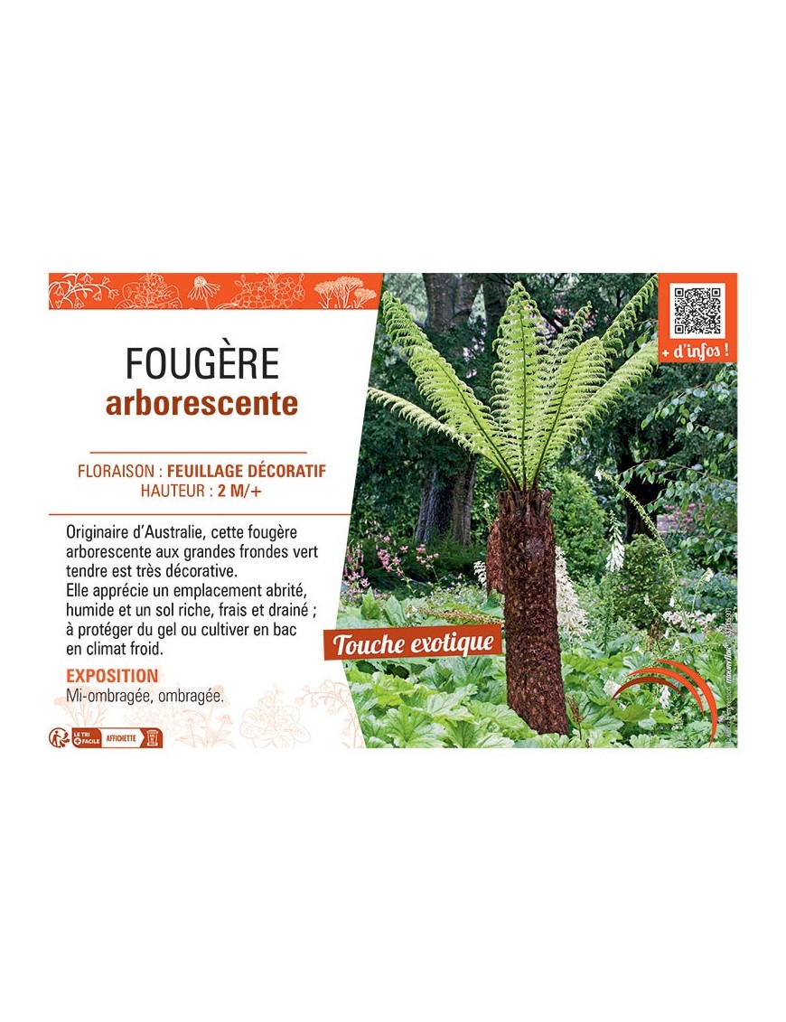 FOUGERE ARBORESCENTE (Dicksonia antarctica)