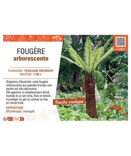FOUGERE ARBORESCENTE (Dicksonia antarctica)