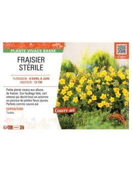 FRAISIER STERILE