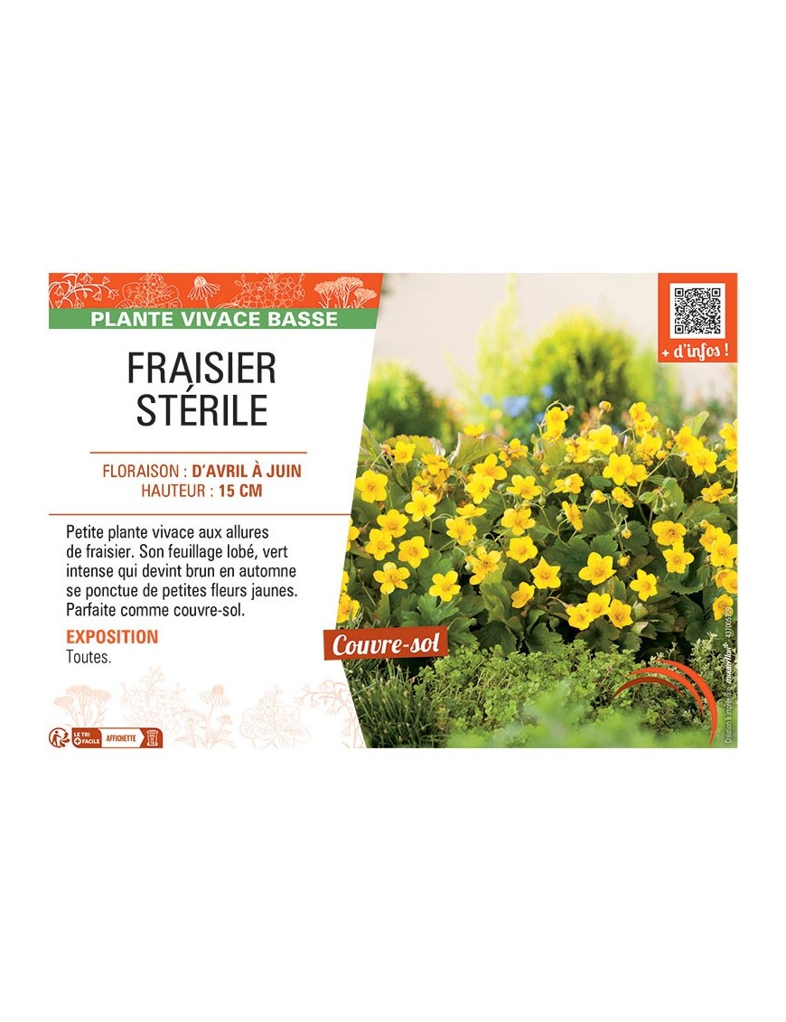 FRAISIER STERILE