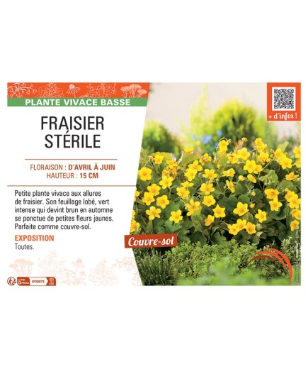 FRAISIER STERILE