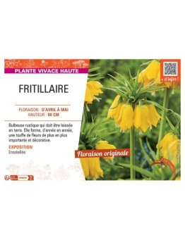 FRITILLAIRE (jaune)