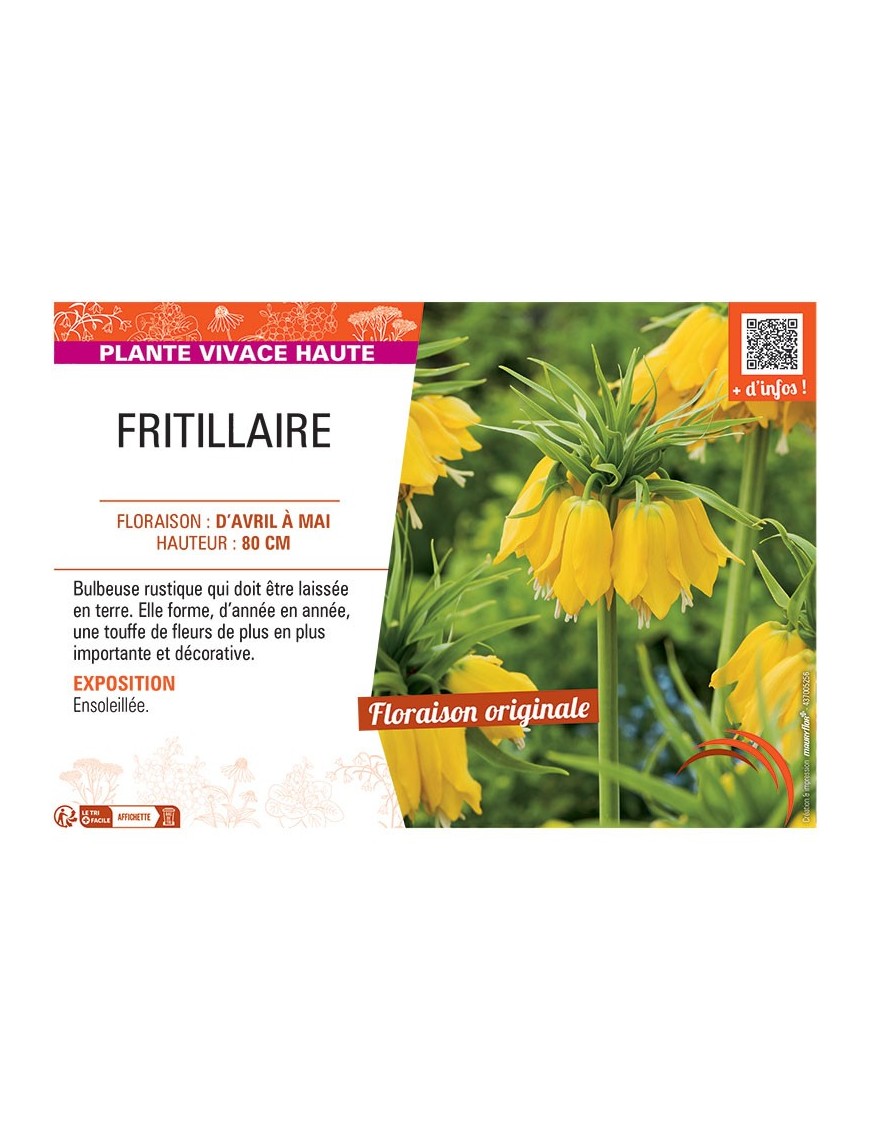 FRITILLAIRE (jaune)