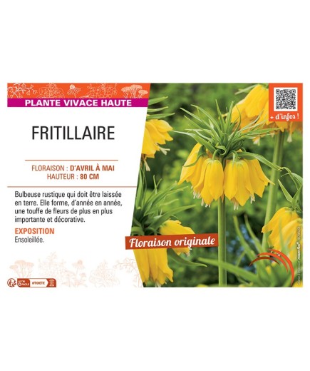 FRITILLAIRE (jaune)