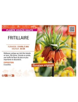 FRITILLAIRE (orange)
