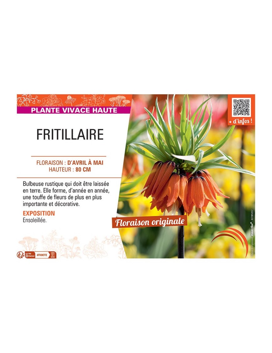 FRITILLAIRE (orange)