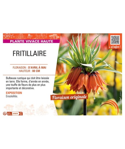 FRITILLAIRE (orange)