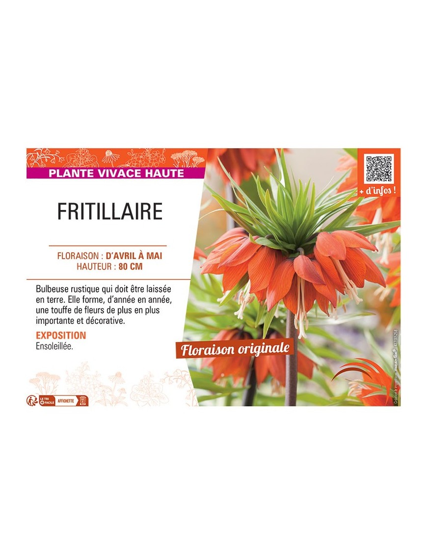 FRITILLAIRE (rouge)