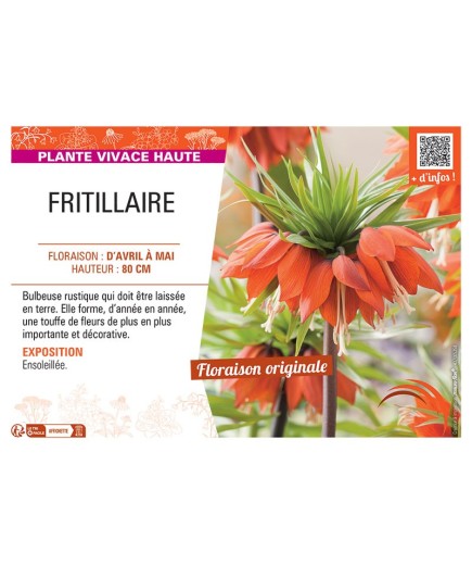 FRITILLAIRE (rouge)