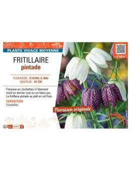 FRITILLAIRE PINTADE