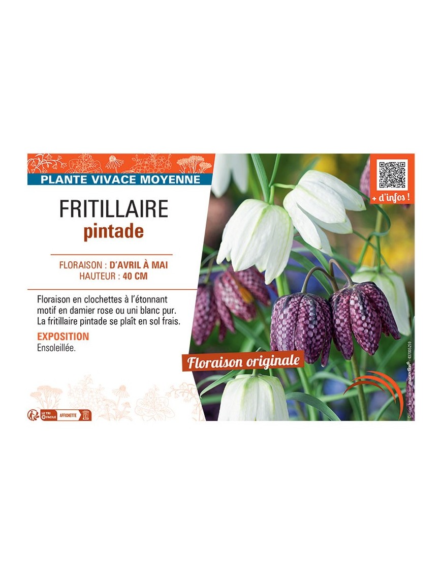 FRITILLAIRE PINTADE