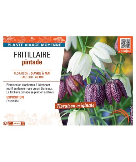 FRITILLAIRE PINTADE