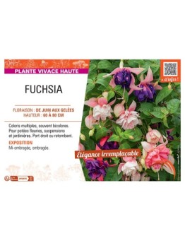 Fuchsia (vivace)