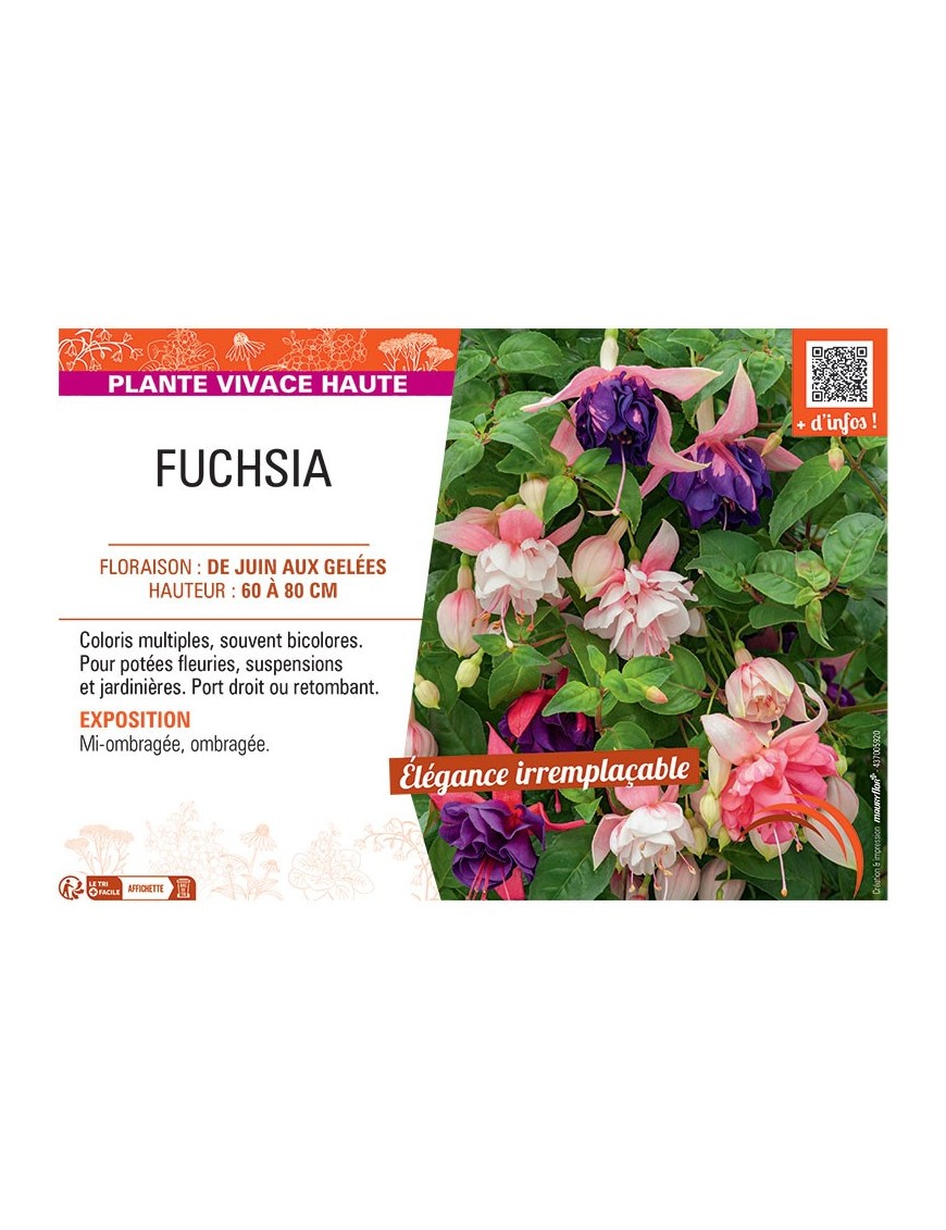 Fuchsia (vivace)