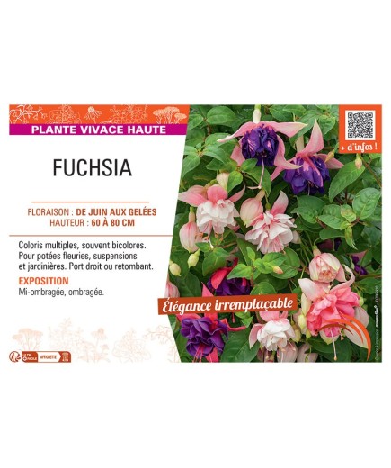 Fuchsia (vivace)
