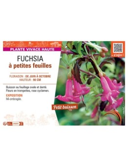 FUCHSIA à PETITES FEUILLES