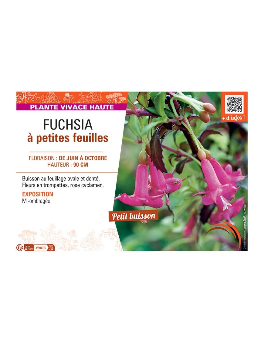 FUCHSIA à PETITES FEUILLES
