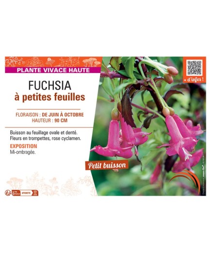 FUCHSIA à PETITES FEUILLES