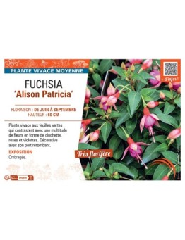 FUCHSIA ALISON PATRICIA