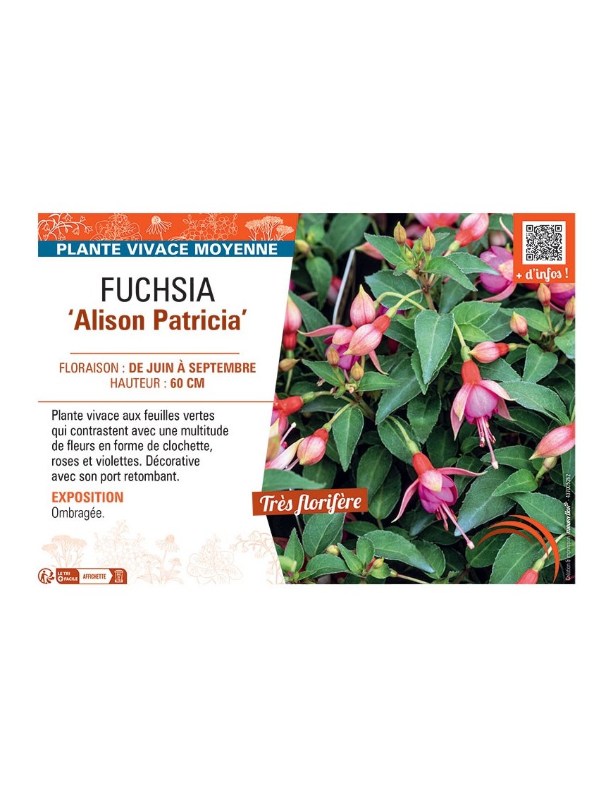 FUCHSIA ALISON PATRICIA