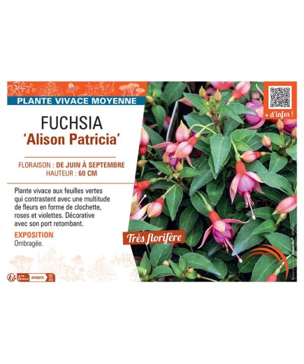 FUCHSIA ALISON PATRICIA