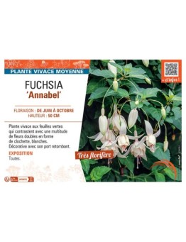 FUCHSIA ANNABEL
