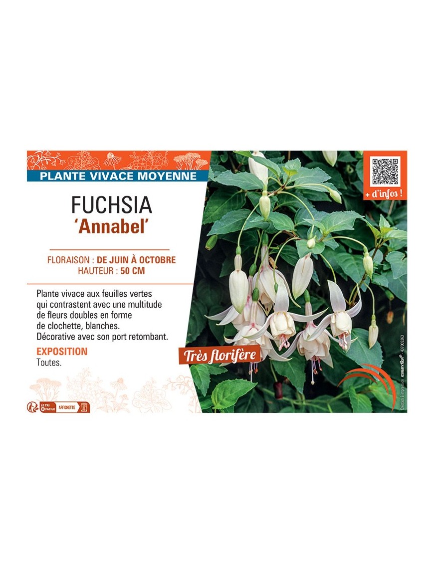 FUCHSIA ANNABEL