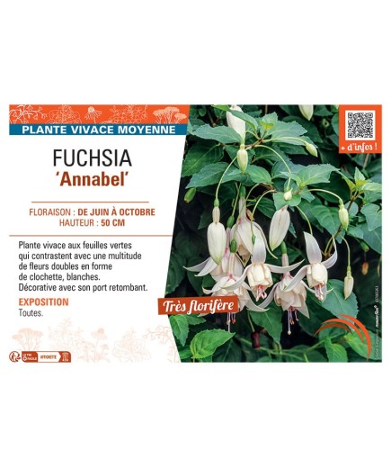 FUCHSIA ANNABEL