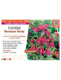FUCHSIA BERNISSER HARDY