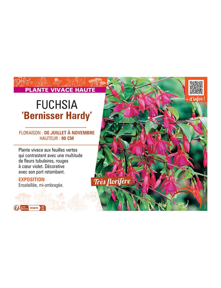 FUCHSIA BERNISSER HARDY