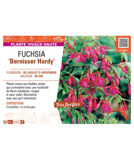 FUCHSIA BERNISSER HARDY