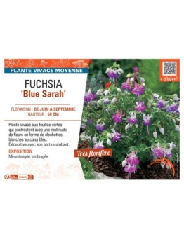 FUCHSIA BLUE SARAH