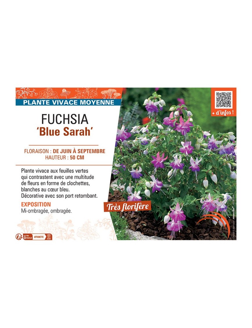 FUCHSIA BLUE SARAH