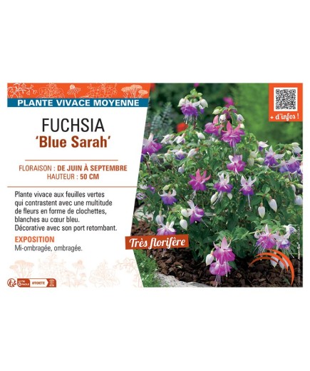 FUCHSIA BLUE SARAH