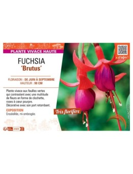 FUCHSIA BRUTUS