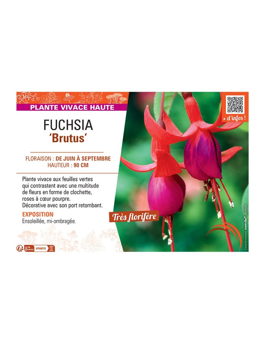 FUCHSIA BRUTUS