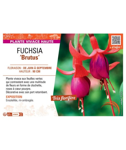 FUCHSIA BRUTUS