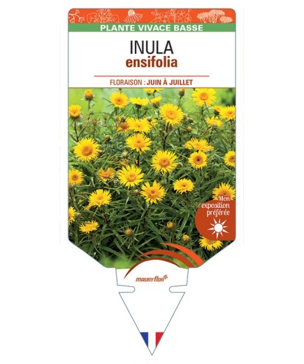 INULA ENSIFOLIA (à feuilles récurvées)