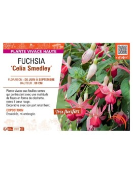 FUCHSIA CELIA SMEDLEY